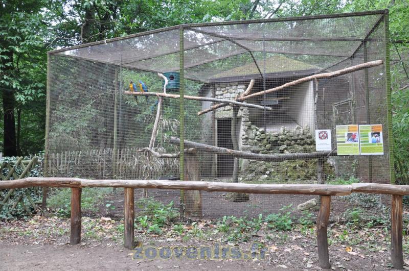 Ara ararauna - Ara chloroptère - 2015