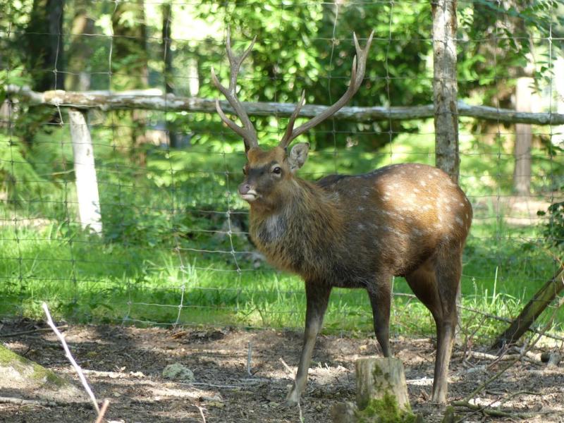 Cerf sika du Vietnam - 2020