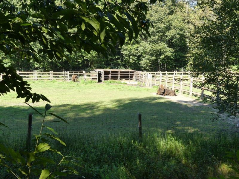 Bison d'Europe - 2020