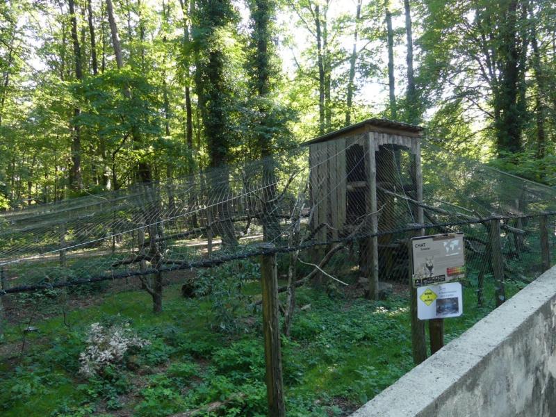 Chat forestier - 2020