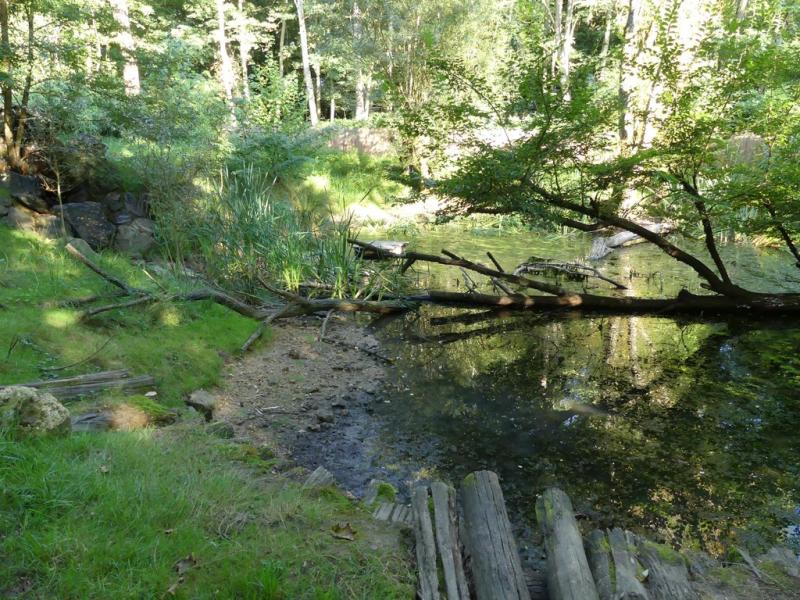 Loutre cendrée - Muntjac de Reeves - 2020