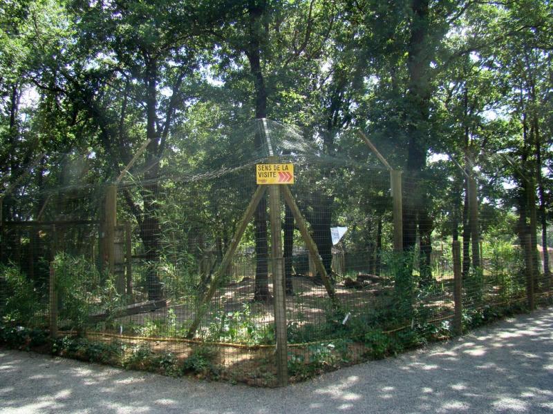 Loup d'Europe - 2009