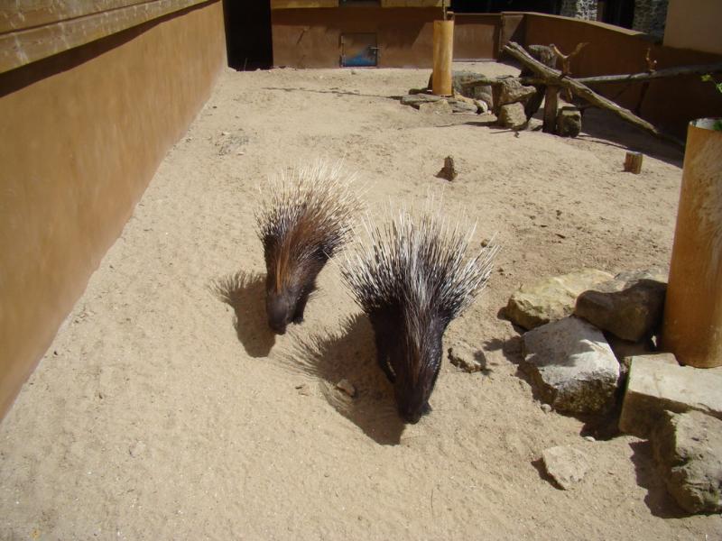 Porc-épic à crête - 2009