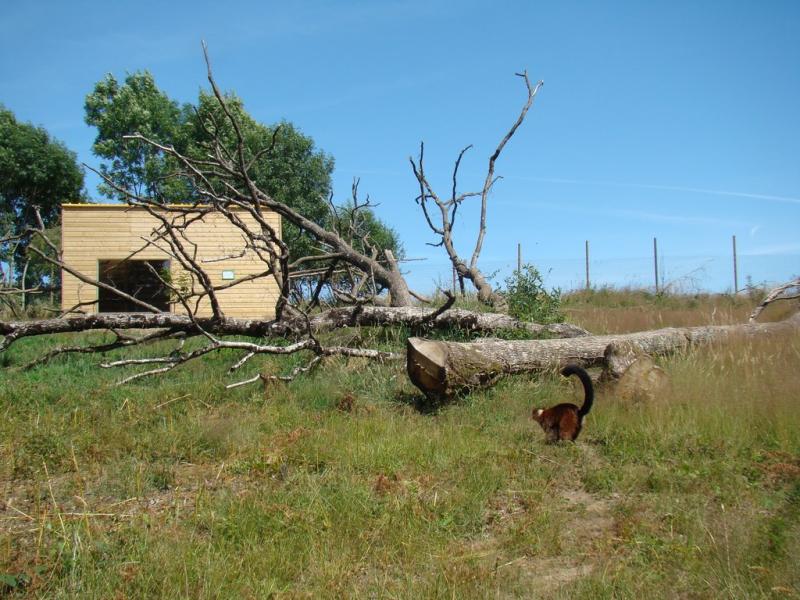 Maki vari roux - 2009