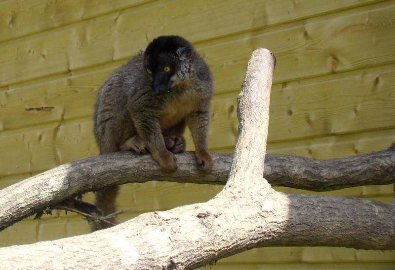 Lémur de Mayotte - 2009