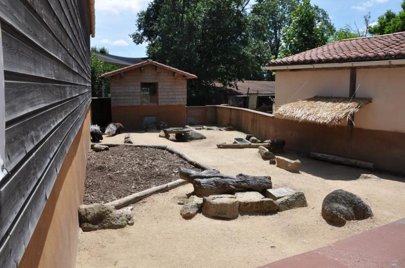 Porc-épic à crête - 2012