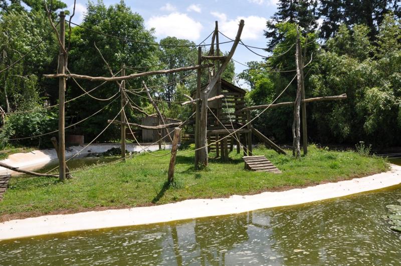 Atèle à ventre blanc - 2012