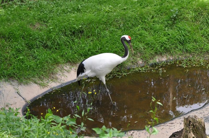 Grue du Japon - 2012
