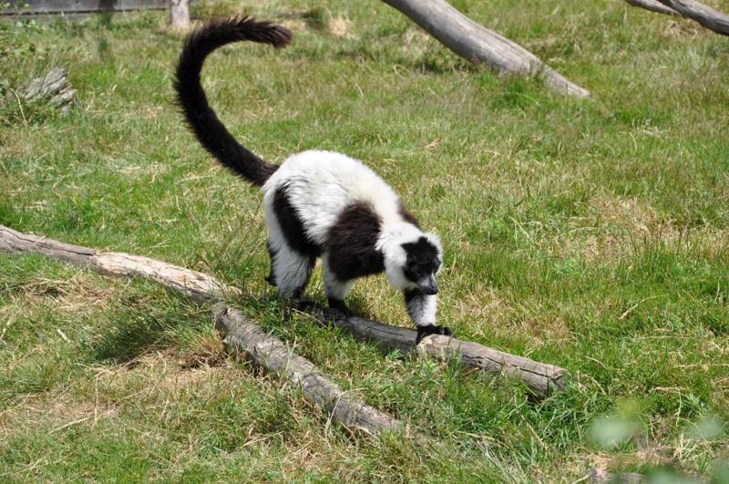 Lémur vari noir et blanc - 2012