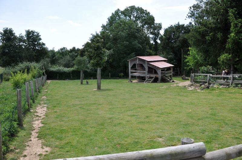 Wallaby de Bennett - 2012