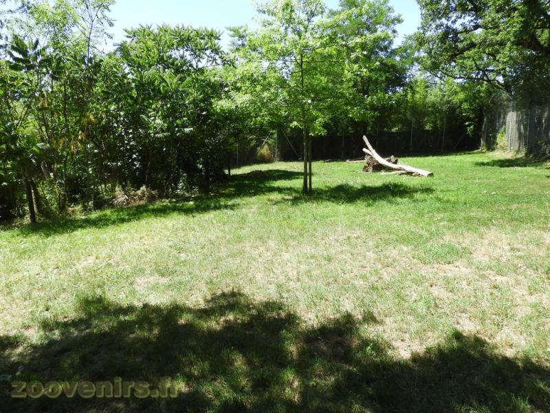 Lion d'Angola - 2017