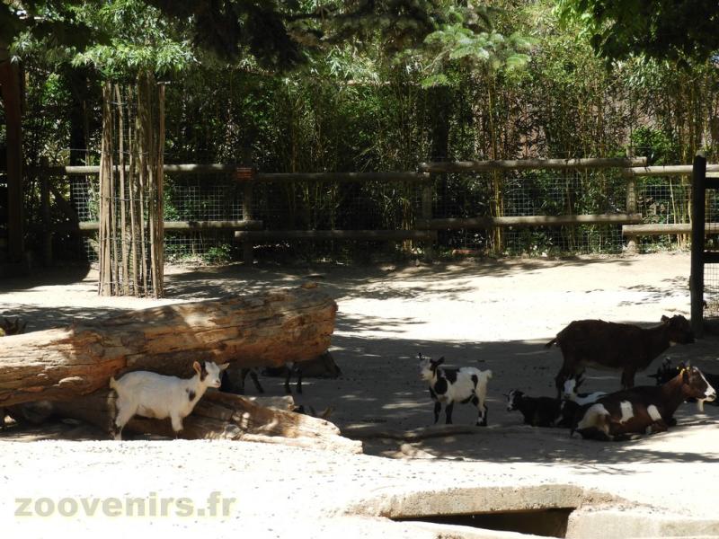 Chèvre naine - 2017