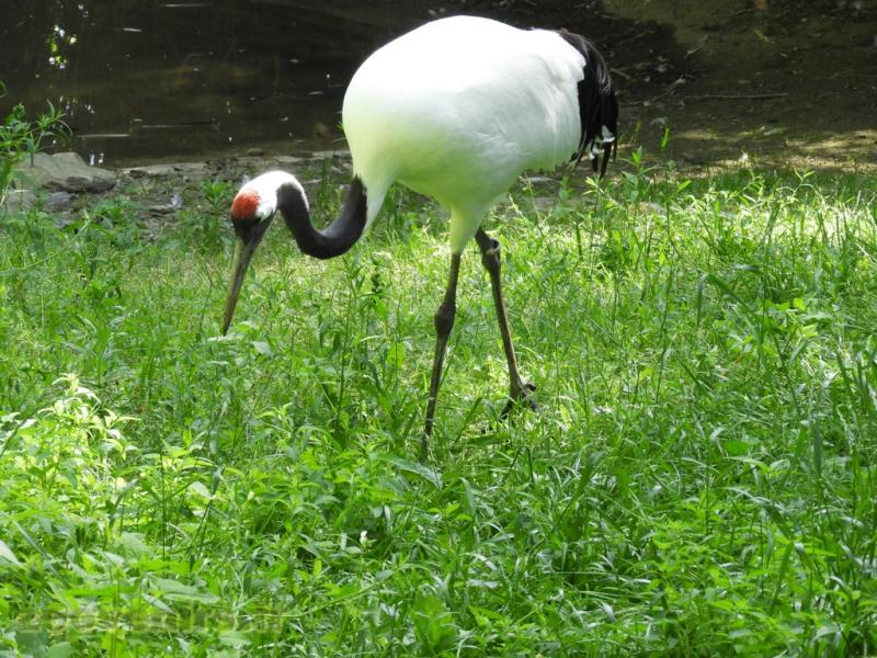 Grue du Japon - 2017