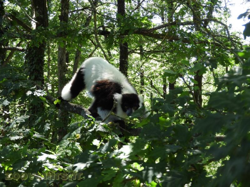 Lémur vari noir et blanc - 2017