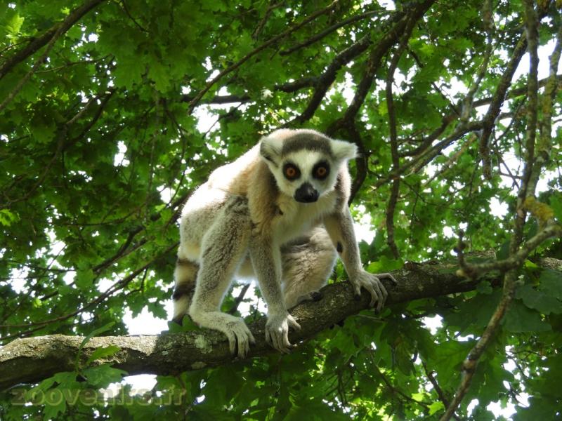 Lémur catta - 2017