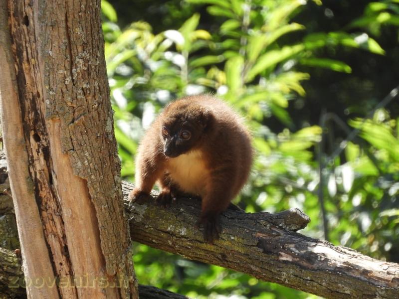 Lémur à ventre roux - 2017
