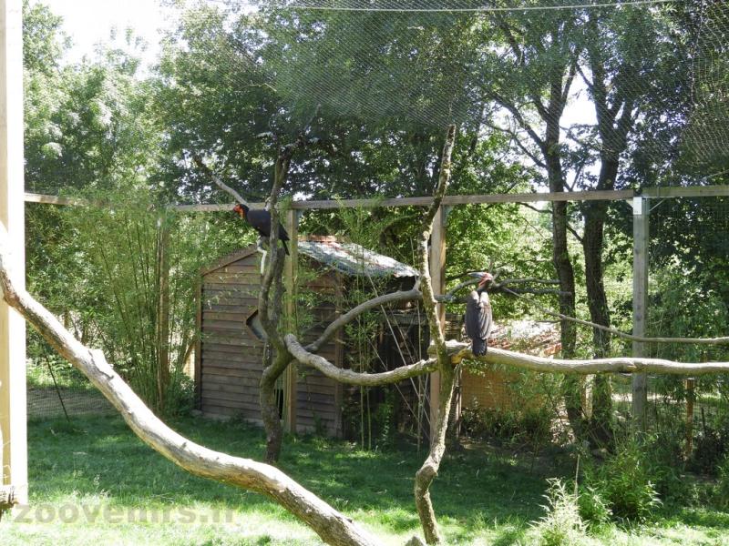 Calao terrestre - 2017