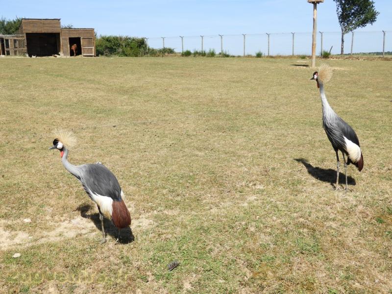 Grue couronnée - 2017