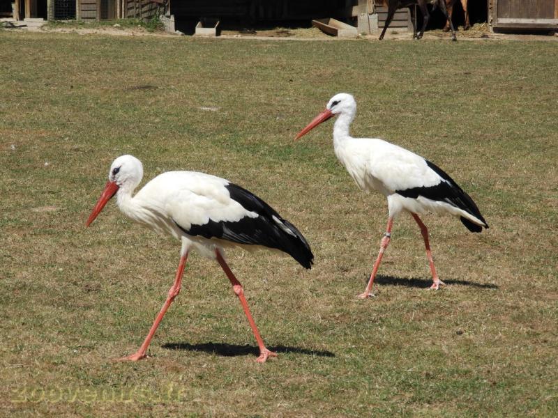 Cigogne blanche - 2017