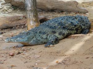 Les Reptiles