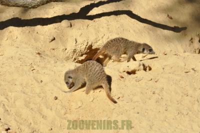 Suricate - 2012