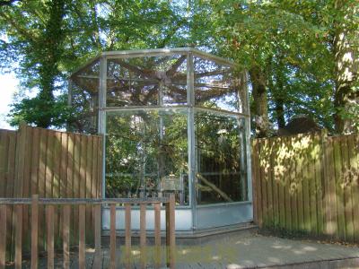 Tamarin empereur - 2012