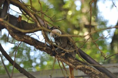 Tamarin empereur - 2012