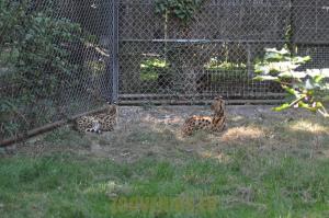 Serval