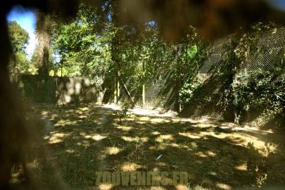 Loup d'Europe - 2012