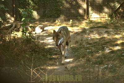 Loup d'Europe - 2012