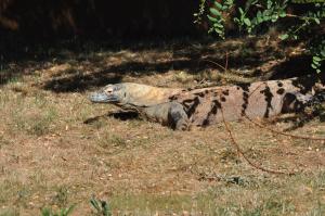 Varan du Komodo