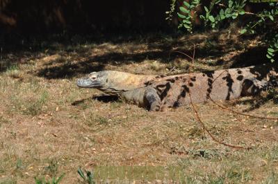 Varan du Komodo - 2012