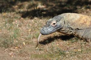 Varan du Komodo