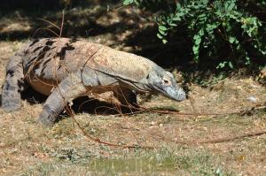 Varan du Komodo