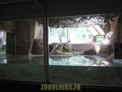 Varan du Komodo - 2012