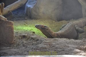 Varan du Komodo