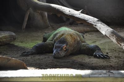 Varan du Komodo - 2012