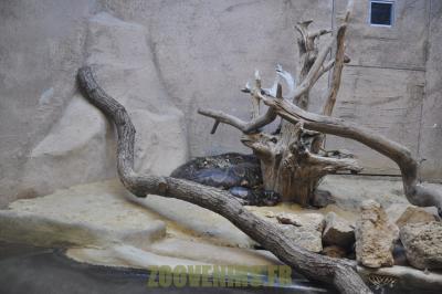 Python réticulé - 2012