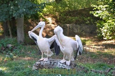 Pélican blanc - 2012