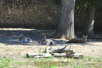 Kangourou roux - 2012