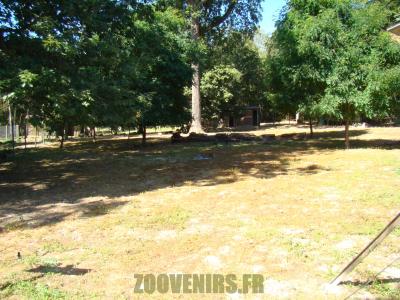 Wallaby de Bennett - 2012