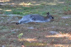 Wallaby de Bennett