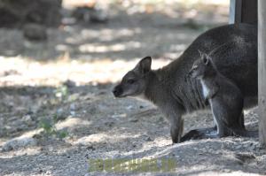 Wallaby de Bennett