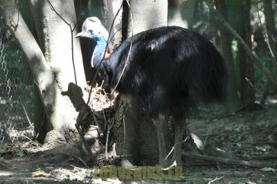 Casoar à casque - 2012