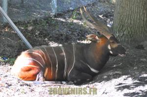 Bongo