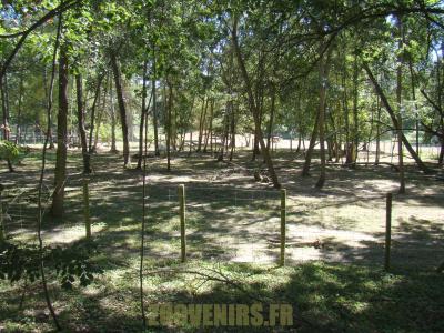 Oryx d'Arabie - 2012