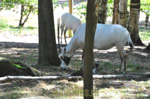 Oryx d'Arabie