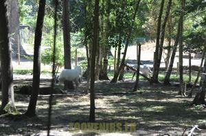 Oryx d'Arabie