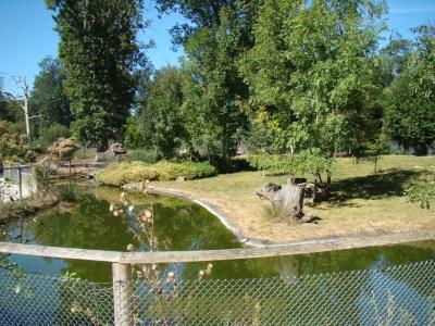 Muntjac de Chine - 2012