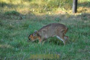 Muntjac de Chine